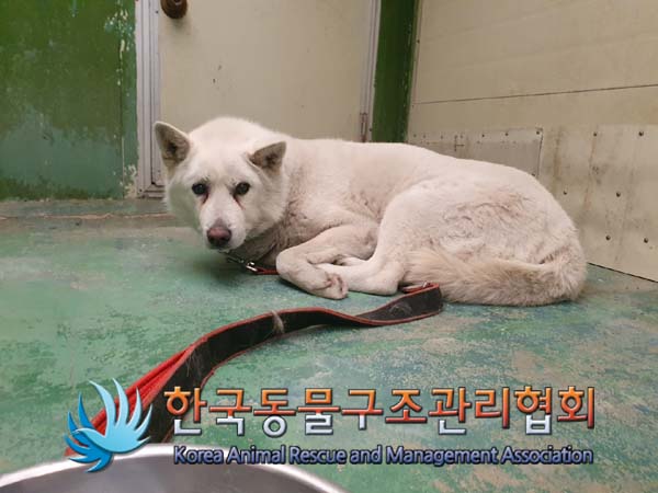 종료(반환) 믹스견…